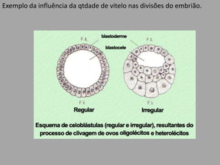 Exemplo da influência da qtdade de vitelo nas divisões do embrião.