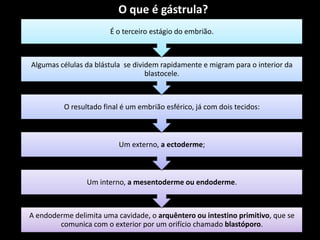O que é gástrula?