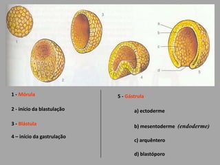 1 - Mórula5 - Gástrula2 - início da blastulaçãoa) ectoderme3 - Blástulab) mesentoderme(endoderme)4 – início da gastrulaçãoc) arquênterod) blastóporo