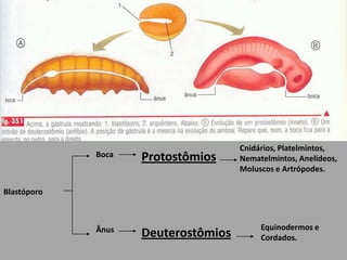 Cnidários, Platelmintos, Nematelmintos, Anelídeos, Moluscos e Artrópodes.ProtostômiosBocaBlastóporoEquinodermos e Cordados.ÂnusDeuterostômios