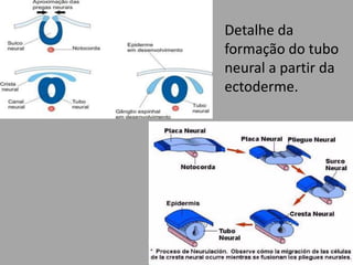 Detalhe da formação do tubo neural a partir da ectoderme.