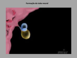 Formação do tubo neural
