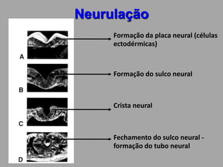 NeurulaçãoFormaçãodaplaca neural (célulasectodérmicas)Formação do sulco neuralCristaneuralFechamento do sulco neural - formação do tubo neural