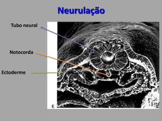 NeurulaçãoTubo neuralNotocordaEctoderme