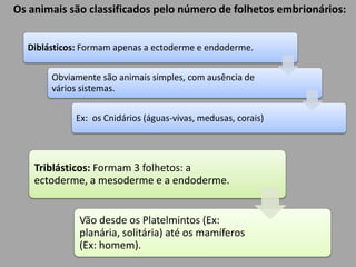Os animais são classificados pelo número de folhetos embrionários: