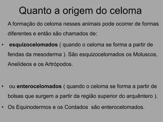 Quanto a origem do celoma	A formação do celoma nesses animais pode ocorrer de formas diferentes e então são chamados de:esquizocelomados ( quando o celoma se forma a partir de fendas da mesoderma ). São esquizocelomados os Moluscos, Anelídeos e os Artrópodos. ou enterocelomados ( quando o celoma se forma a partir de bolsas que surgem a partir da região superior do arquêntero ). Os Equinodermos e os Cordados  são enterocelomados. 