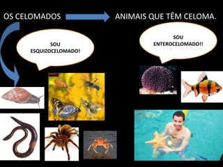 OS CELOMADOS 			ANIMAIS QUE TÊM CELOMA. SOU ENTEROCELOMADO!!SOU ESQUIZOCELOMADO!