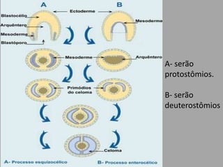 A- serão protostômios.B- serão deuterostômios