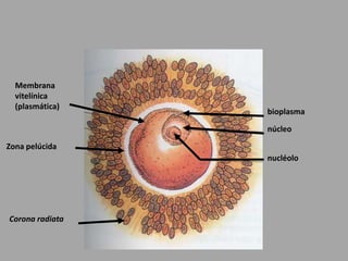 Membrana vitelínica (plasmática)bioplasmanúcleoZona pelúcidanucléoloCorona radiata