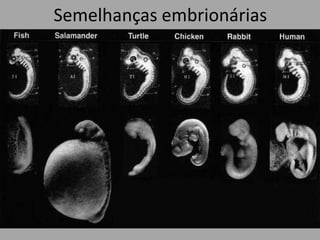Semelhanças embrionárias