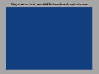 Estágios iniciais de um animal triblástico enterocelomado: o homem.