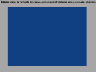 Estágios iniciais da formação Sist. Nervoso de um animal triblástico enterocelomado: o homem.