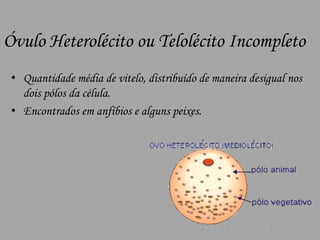 Óvulo Heterolécito ou Telolécito Incompleto Quantidade média de vitelo, distribuído de maneira desigual nos dois pólos da célula.Encontrados em anfíbios e alguns peixes.