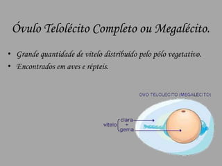Óvulo Telolécito Completo ou Megalécito.Grande quantidade de vitelo distribuído pelo pólo vegetativo.Encontrados em aves e répteis.