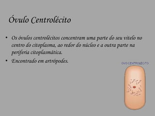 Óvulo CentrolécitoOs óvulos centrolécitos concentram uma parte do seu vitelo no centro do citoplasma, ao redor do núcleo e a outra parte na periferia citoplasmática.Encontrado em artrópodes.