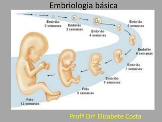Embriologia básica Profª Drª Elizabete Costa 