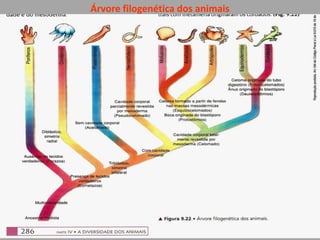 Árvore filogenética dos animais<br />