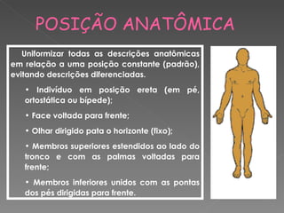 POSIÇÃO ANATÔMICA
   Uniformizar todas as descrições anatômicas
em relação a uma posição constante (padrão),
evitando descrições diferenciadas.
   • Indivíduo em posição ereta (em pé,
   ortostática ou bípede);
   • Face voltada para frente;
   • Olhar dirigido pata o horizonte (fixo);
   • Membros superiores estendidos ao lado do
   tronco e com as palmas voltadas para
   frente;
   • Membros inferiores unidos com as pontas
   dos pés dirigidas para frente.
 