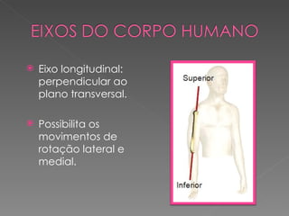    Eixo longitudinal:
    perpendicular ao
    plano transversal.

   Possibilita os
    movimentos de
    rotação lateral e
    medial.
 