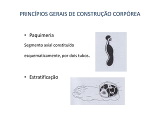 PRINCÍPIOS GERAIS DE CONSTRUÇÃO CORPÓREA


 • Paquimeria
 Segmento axial constituído

 esquematicamente, por dois tubos.



 • Estratificação
 