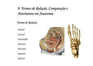 9. Termos de Relação, Comparação e
Movimento em Anatomia

Termos de Relação

Medial
Lateral
Intermédio
Anterior
Posterior
Superior
Inferior
 