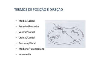TERMOS DE POSIÇÃO E DIREÇÃO

• Medial/Lateral

• Anterior/Posterior

• Ventral/Dorsal

• Cranial/Caudal

• Proximal/Distal

• Mediano/Paramediano

• Intermédia
 