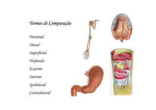 Termos de Comparação

Proximal
Distal
Superficial
Profundo
Externo
Interno
Ipsilateral
Contralateral
 