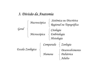 3. Divisão da Anatomia
                         Sistêmica ou Discritiva
          Macroscópica
                         Regional ou Topográfica
Geral                    Citologia
          Microscópica   Embriologia
                         Histologia
                    Comparada    Zoologia
Escala Zoológica                 Desenvolvimento
                    Humana       Pediátrica
                                 Adulto
 