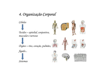 4. Organização Corporal
Células


Tecidos – epitelial, conjuntivo,
muscular e nervoso


Órgãos – rins, coração, pulmões,
fígado...


Sistemas
 