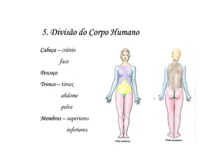 5. Divisão do Corpo Humano
Cabeça – crânio
          face
Pescoço
Tronco – tórax
          abdome
          pelve
Membros – superiores
             inferiores
 