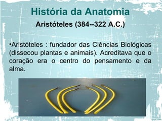 Aristóteles (384--322 A.C.)
•Aristóteles : fundador das Ciências Biológicas
(dissecou plantas e animais). Acreditava que o
coração era o centro do pensamento e da
alma.
História da Anatomia
 