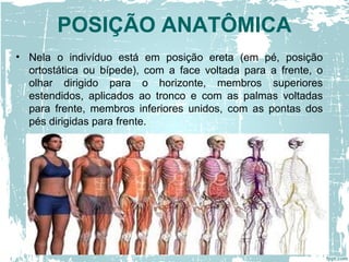 • Nela o indivíduo está em posição ereta (em pé, posição
ortostática ou bípede), com a face voltada para a frente, o
olhar dirigido para o horizonte, membros superiores
estendidos, aplicados ao tronco e com as palmas voltadas
para frente, membros inferiores unidos, com as pontas dos
pés dirigidas para frente.
POSIÇÃO ANATÔMICA
 