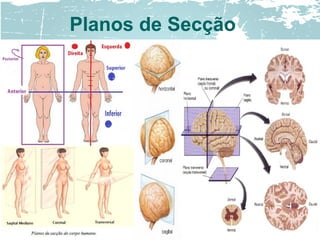 Planos de Secção
 