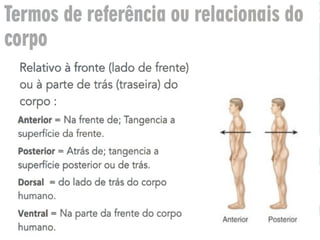 estudo da anatomia