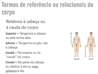 estudo da anatomia