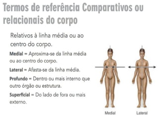 estudo da anatomia