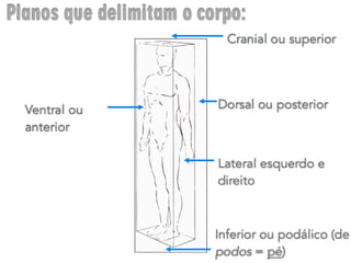 estudo da anatomia