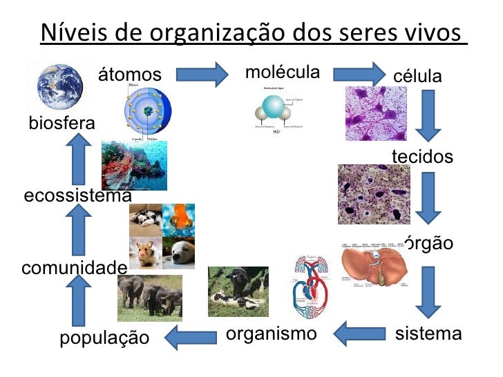 Níveis De Organização Dos Seres Vivos