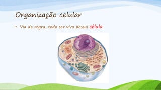 Organização celular
• Via de regra, todo ser vivo possui célula
 