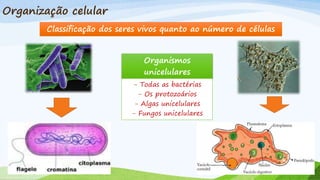 Organização celular
Classificação dos seres vivos quanto ao número de células
Organismos
unicelulares
- Todas as bactérias
- Os protozoários
- Algas unicelulares
- Fungos unicelulares
 