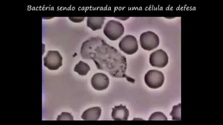 Bactéria sendo capturada por uma célula de defesa
 