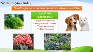 Organização celular
Classificação dos seres vivos quanto ao número de células
Organismos
multicelulares
- Algas multicelulares
- Fungos multicelulares
- Todas as plantas
- Todos os animais
 