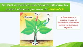 Os seres autotróficos mencionados fabricam seu
próprio alimento por meio da fotossíntese
A fotossíntese é o
processo em que os
autotróficos armazenam
energia em substância
orgânicas
 