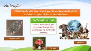 Nutrição
Classificação dos seres vivos quanto a capacidade obter
nutrientes necessários ao metabolismo
Heterotróficos
São os seres vivos que
precisam buscar seus
nutrientes no ambiente
externo
Protozoários
Fungos
Animais
 