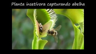 Planta insetívora capturando abelha
 