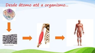 Desde átomo até a organismo...
 