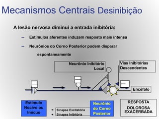 A lesão nervosa diminui a entrada inibitória:
– Estímulos aferentes induzem resposta mais intensa
– Neurônios do Corno Posterior podem disparar
espontaneamente
Sinapse Excitatória
Sinapse Inibitória
RESPOSTA
DOLOROSA
EXACERBADA
Estímulo
Nocivo ou
Inócuo
Neurônio
do Corno
Posterior
Vias Inibitórias
Descendentes
Neurônio Inibitório
Local
Mecanismos Centrais Desinibição
Encéfalo
 