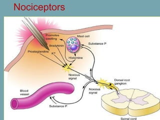 Nociceptors
 