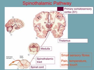 Spinothalamic Pathway
Small sensory fibres:
Pain, temperature,
some touch
Primary somatosensory
cortex (S1)
Thalamus
Medulla
Spinal cord
Spinothalamic
tract
 