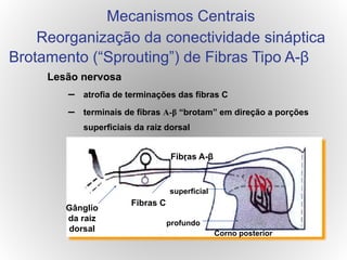 Lesão nervosa
– atrofia de terminações das fibras C
– terminais de fibras A-β “brotam” em direção a porções
superficiais da raiz dorsal
Gânglio
da raiz
dorsal
Fibras A-β
Fibras C
superficial
profundo
Brotamento (“Sprouting”) de Fibras Tipo A-β
Mecanismos Centrais
Reorganização da conectividade sináptica
Corno posterior
 